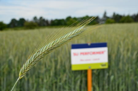 SU Performer je neprodávanější hybridní žito v Německu i v ČR.