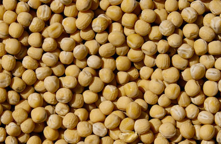 ASTRONAUTE je poloraná, velmi podařená žlutosemenná odrůda, která dosahuje vynikajícího výnosu zrna s vysokým výnosem dusíkatých látek.