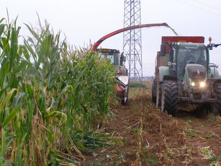 Sklizeň poloprovozních pokusů hybridů kukuřice na školním statku VOŠ a SZeŠ v Táboře (22. 9. 2020)