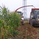 Veřejná sklizeň hybridů kukuřice v Táboře