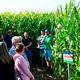 Výnos, kvalita a spolehlivost – to jsou hybridy kukuřice SAATEN-UNION
