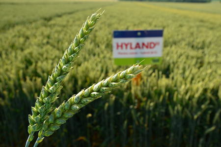 HYLAND lze pěstovat i na pozemcích téměř nevhodných pro ozimou pšenici.