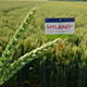 Nejoblíbenější hybridní pšenice