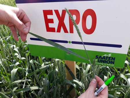 EXPO se jako jediná E pšenice může pochlubit tolerancí k pozdnímu setí i setí po obilovinách a kukuřici.